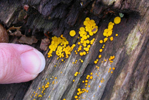 A finger reveals how small they are and how varied the size can be. 